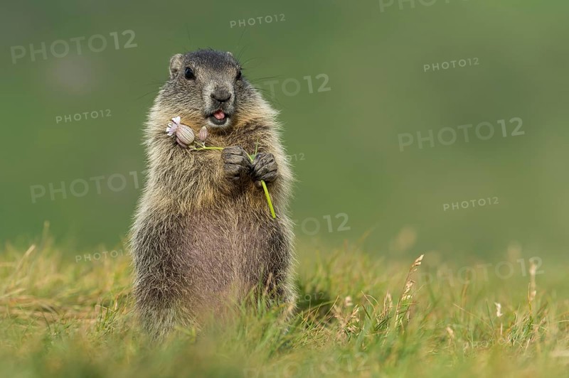 Alpine Marmot (Marmota marmota) juvenile foraging, High Tauern National Park, Carinthia, Austria