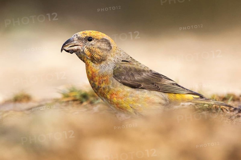 Red Crossbill (Loxia curvirostra) male perched on the ground, Aragon, Spain