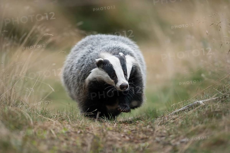 European badger (Meles meles) adult running on trail, North Rhine-Westphalia, Germany