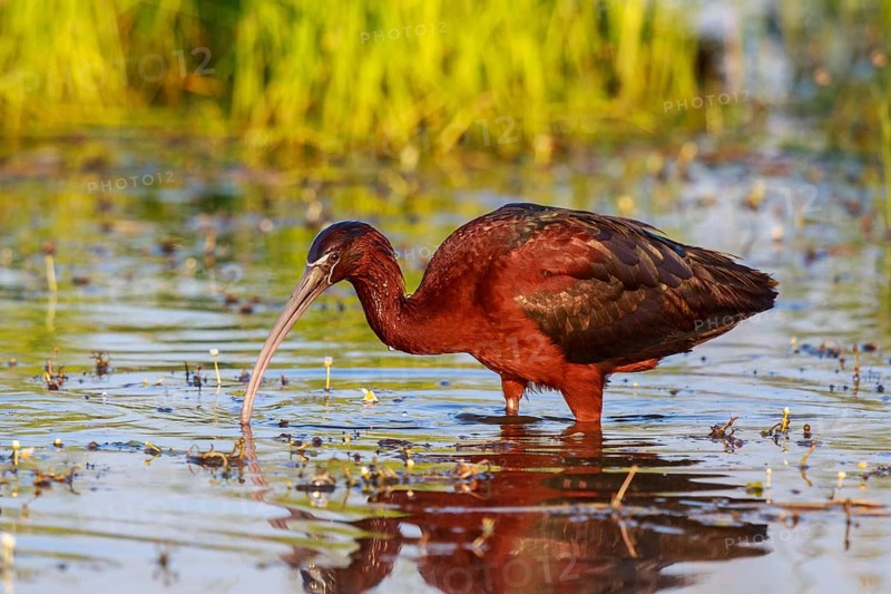 Glossy Ibis (Plegadis falcinellus) foraging, Lesvos, Greece