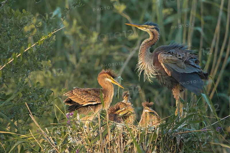 Purple Heron (Ardea purpurea) with juveniles in nest, Baden-Wuerttemberg, Germany