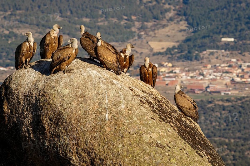 Griffon Vulture (Gyps fulvus) on rocks, Castile and Leon, Spain