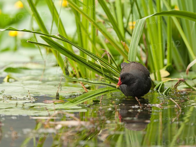 Common Moorhen (Gallinula chloropus) foraging, Hamburg, Germany