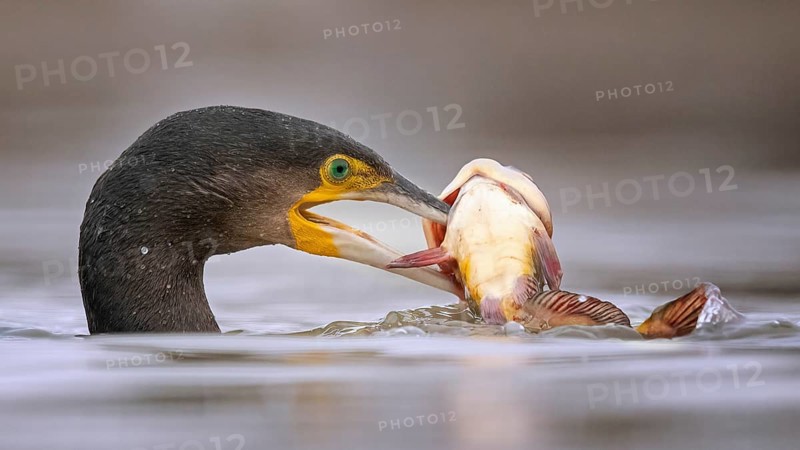 Great Cormorant (Phalacrocorax carbo) with captured Black bullhead (Ameiurus melas) prey in its beak, Hungary