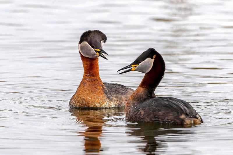 Red-necked Grebe (Podiceps grisegena) pair displaying, Mecklenburg-Western Pomerania, Germany