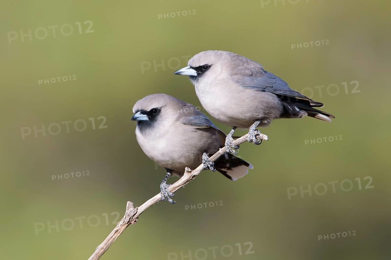 Black-faced Woodswallow (Artamus cinereus) pair perched on a branch, Queensland, Australia