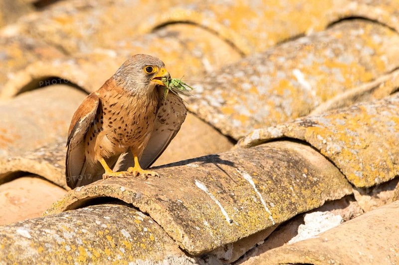 Lesser Kestrel (Falco naumanni) male on a roof, Castile-La Mancha, Spain