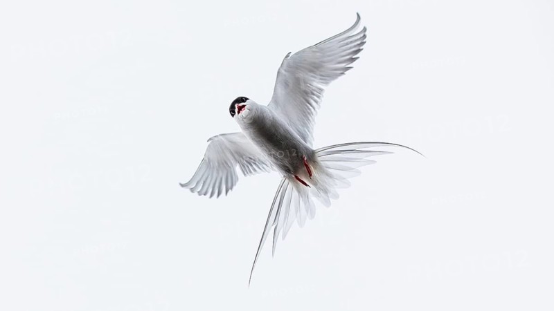 Arctic Tern (Sterna paradisaea) flying, Schleswig-Holstein, Germany