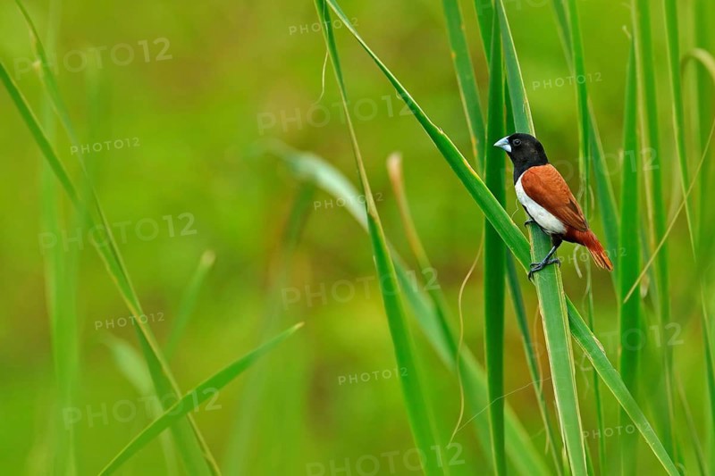 Tricoloured munia, Lonchura malacca, estrildid finch, native to India and Sri Lanka. Bird in the march water grass habitat. Wildlife scene from nature. Little bird sitting straw leave. Animal in green