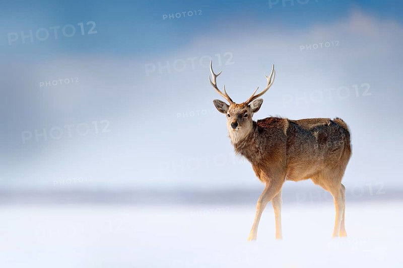 Hokkaido sika deer, Cervus nippon yesoensis, in the snow meadow, winter mountains and forest in the background, animal with antler in the nature habitat, winter scene, Hokkaido, wildlife nature, Japan