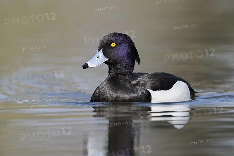 Tufted Duck (Aythya fuligula), drake, swimming, North Rhine-Westphalia, Germany
