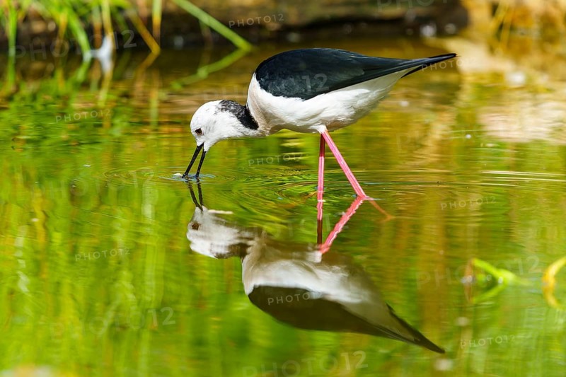A bird drinking from a calm body of water, its reflection can be seen in the green water, Black-winged Stilt (Himantopus himantopus), France