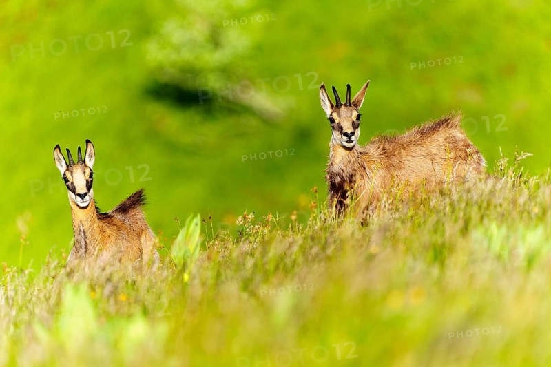 Chamois posing on a green meadow flooded with sunlight, chamois, chamois, (Rupicapra rupicaprae), wildlife, Vosges, France