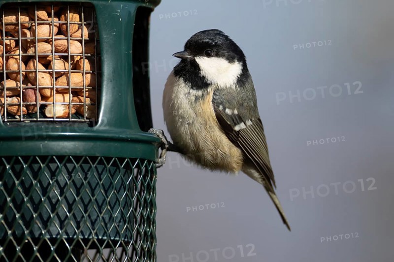Coal tit (Periparus ater) adult bird on a garden bird feeder, England, United Kingdom