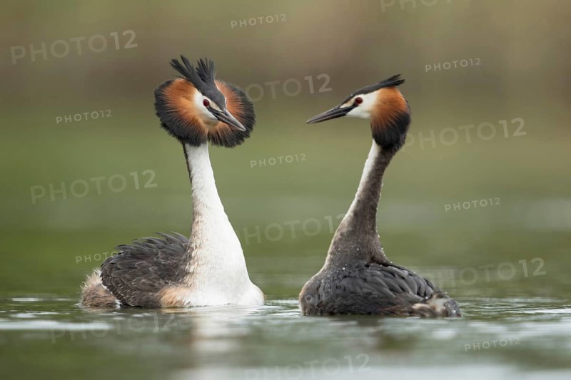 Great Crested Grebe (Podiceps Scalloped ribbonfish), couple in courtship, courting couple, two great crested grebes swimming breast to breast opposite each other, courtship, shaking their heads gracefully, raised feather collar, head shaking, courtship ritual, tenderness and grace, courtship serves to bond the couple, strengthening the partnership, waterfowl, native nature, Lower Rhine, Rhineland, North Rhine-Westphalia, Germany, Western Europe
