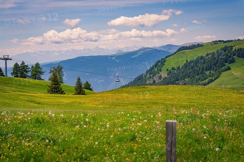 Cable car runs across a flowering meadow with a mountain panorama in the distance, Alpe di Siusi, Dolomites, South Tyrol, Italy