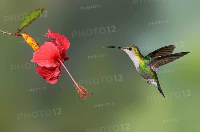 Purple-crowned Woodnymph (Thalurania colombica) at Laguna Lagarto Lodge near Boca Tapada, Costa Rica