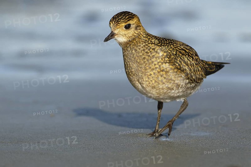 Goldregenpfeifer; lat. Pluvialis apricaria; am Spüsaum der Düne von Helgoland bei der Nahrungssuche; von vorn