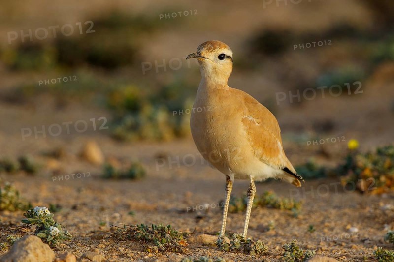 Cream-colored Courser (Cursorius cursor), Fuerteventura, Spain