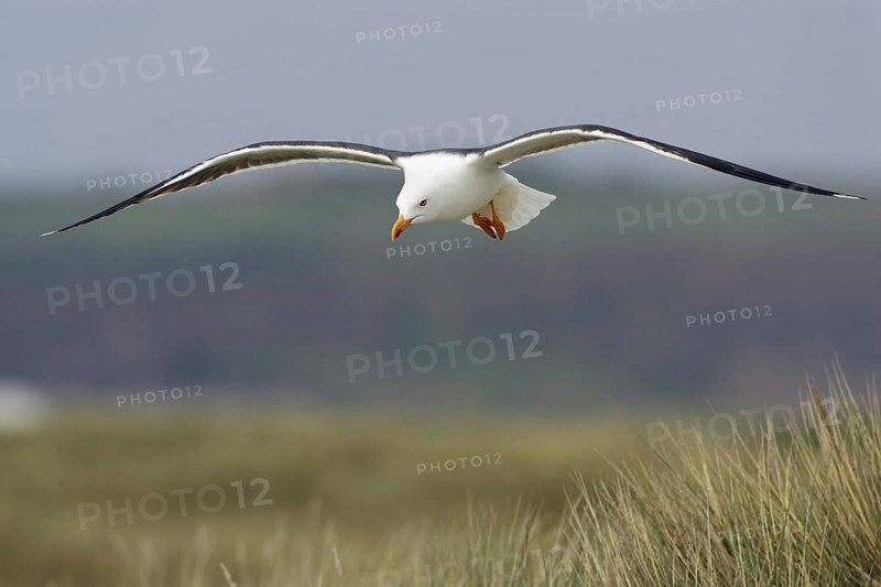Heringsmoewe; lat. Larus fuscus; im Flug über dem Dünengras