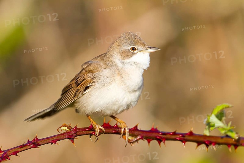 Common Whitethroat (Sylvia communis), Baden-Wuerttemberg, Germany