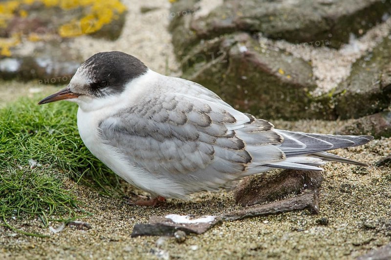 Arctic Tern (Sterna paradisaea), young on stone, Farne Islands, United Kingdom