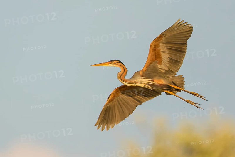 Purple Heron (Ardea purpurea) flying, Baden-Wuerttemberg, Germany