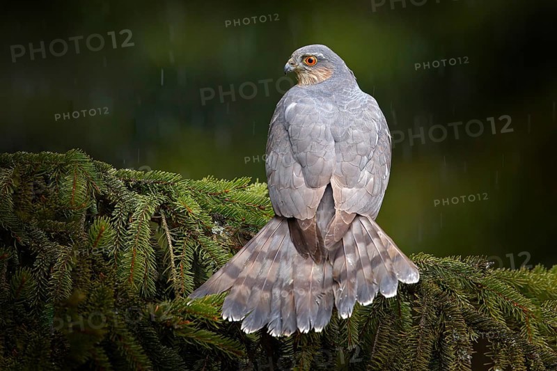 Bird of prey Eurasian sparrowhawk, Accipiter nisus, sitting on spruce tree during heavy rain in the forest. Bird in the green habitat. Sparrowhawk in the rainy wood in the nature, Germany, Europe wildlife