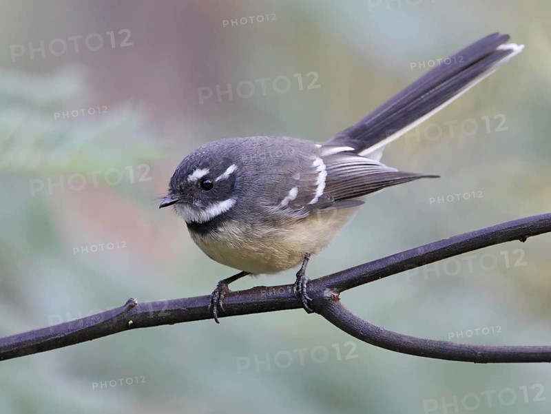 Grey Fantail (Rhipidura albiscapa), Victoria, Australia