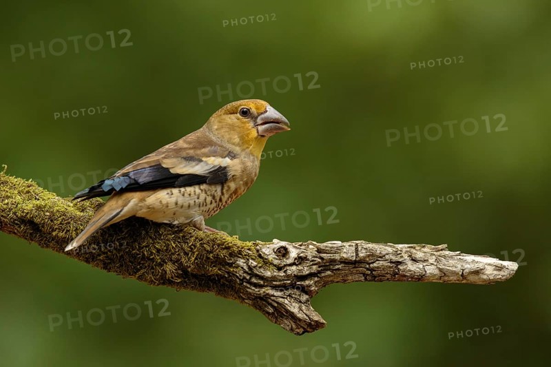 Appelvink, Hawfinch, Coccothraustes coccothraustes