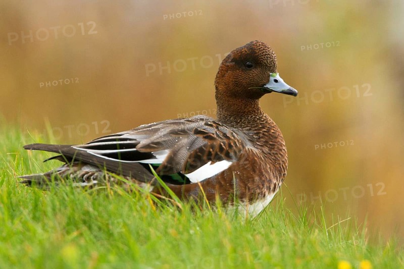 Eurasian Wigeon (Mareca penelope) male, Texel, Netherlands