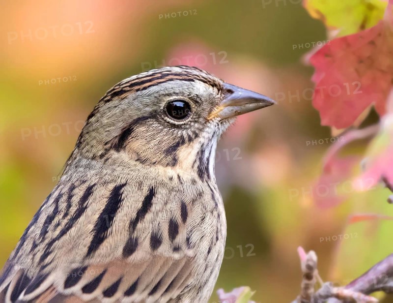 Portrait of a juvenile Lincoln's Sparrow, Melospiza lincolni, in the fall in Saskatoon, in Saskatchewan, Canada