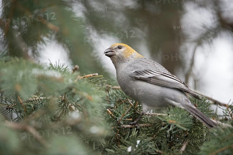 Pine Grosbeak (Pinicola enucleator) female perched on spruce branch, Wyoming, USA