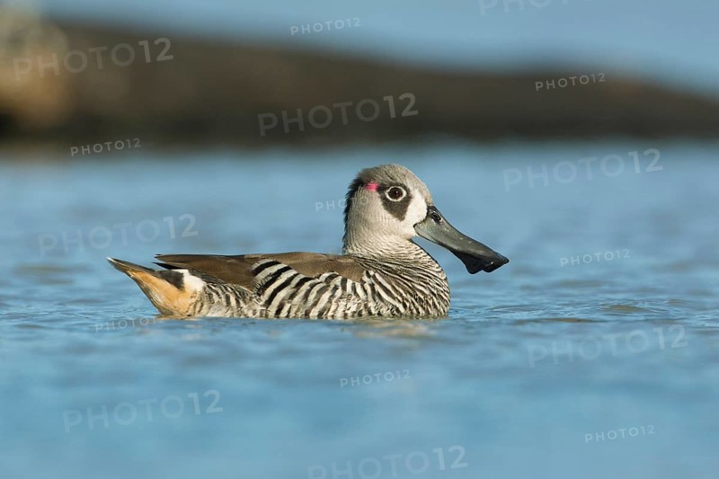 Pink-eared Duck (Malacorhynchus membranaceus), Victoria, Australia