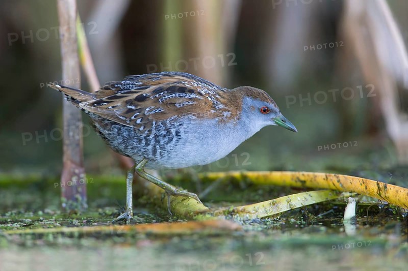Baillon's Crake (Porzana pusilla palustris) foraging, Victoria, Australia