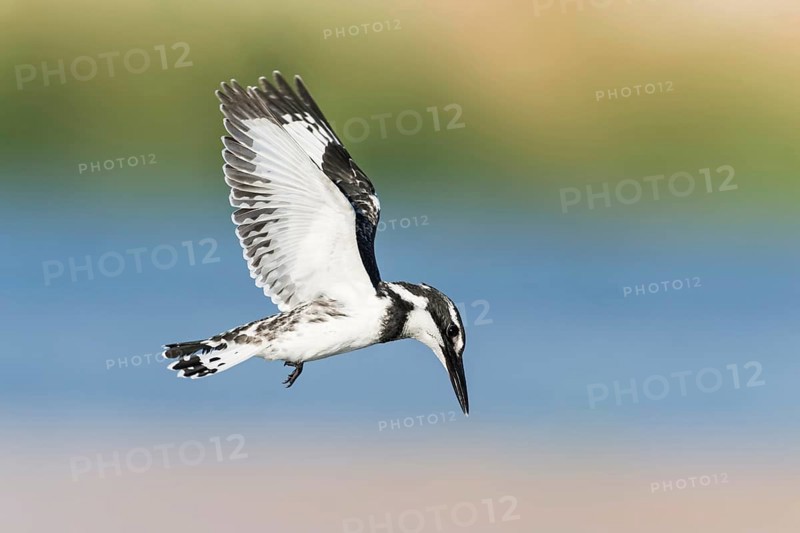 Pied Kingfisher (Ceryle rudis) flying, Eilat, Israel