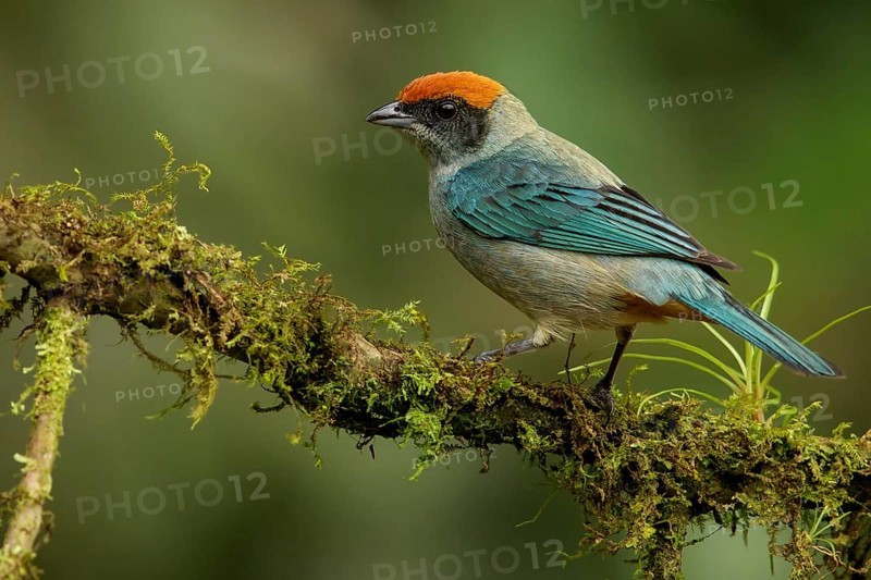 Scrub Tanager (Tangara vitriolina) perched on a branch in the Andes mountains of Colombia