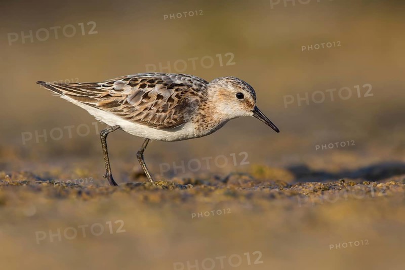 Little Stint (Calidris minuta) foraging, Poland