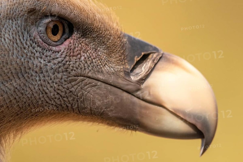 Griffon Vulture (Gyps fulvus), Extremadura, Spain