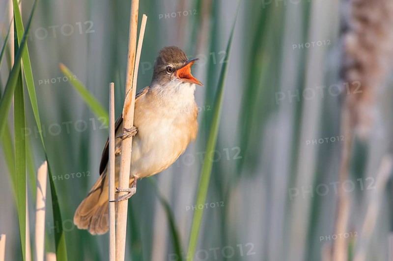 Great Reed Warbler (Acrocephalus arundinaceus) singing in reedbed, Poland