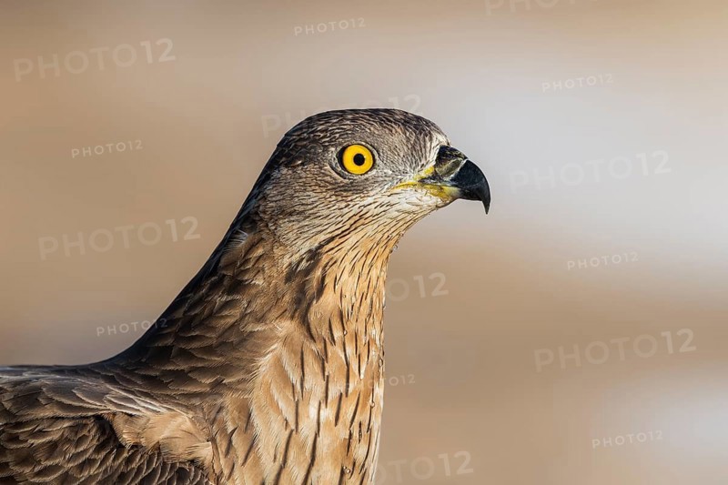 European Honey Buzzard (Pernis apivorus), Eilat, Israel