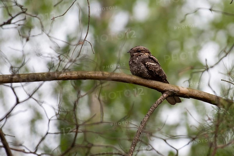 European Nightjar (Caprimulgus europaeus) perched on a branch, Brandenburg, Germany