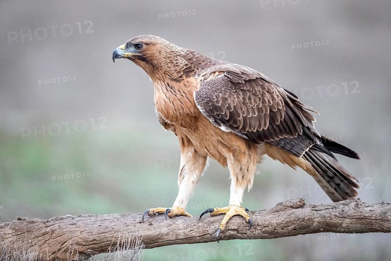 Bonelli's Eagle (Aquila fasciata) juvenile, Castile-La Mancha, Spain