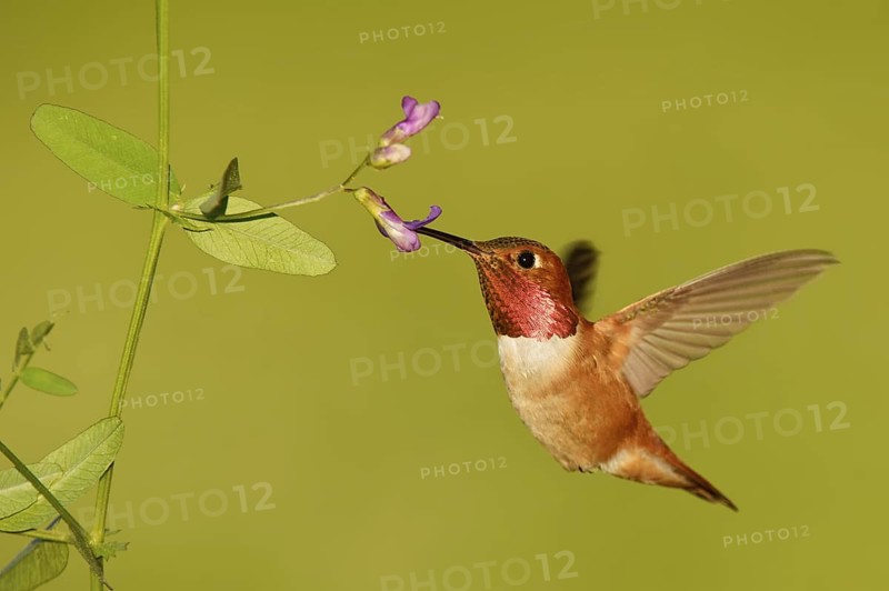 Rufous Hummingbird (Selasphorus rufus) female, Montana, USA