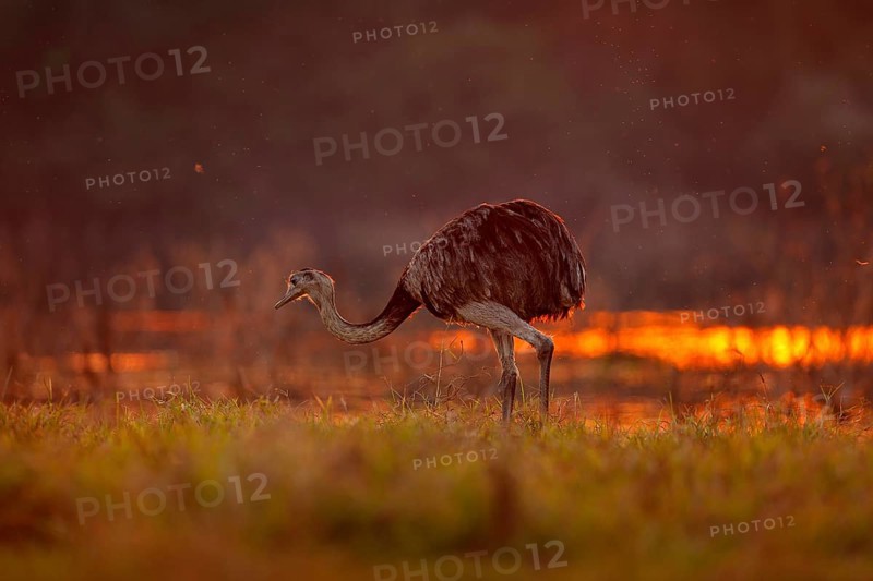 Greater Rhea, Rhea americana, big bird with fluffy feathers, animal in nature habitat, evening sun, Pantanal, Brazil. Rhea on the grass meadow. Wildlife scene from Brazil. Bird with long neck