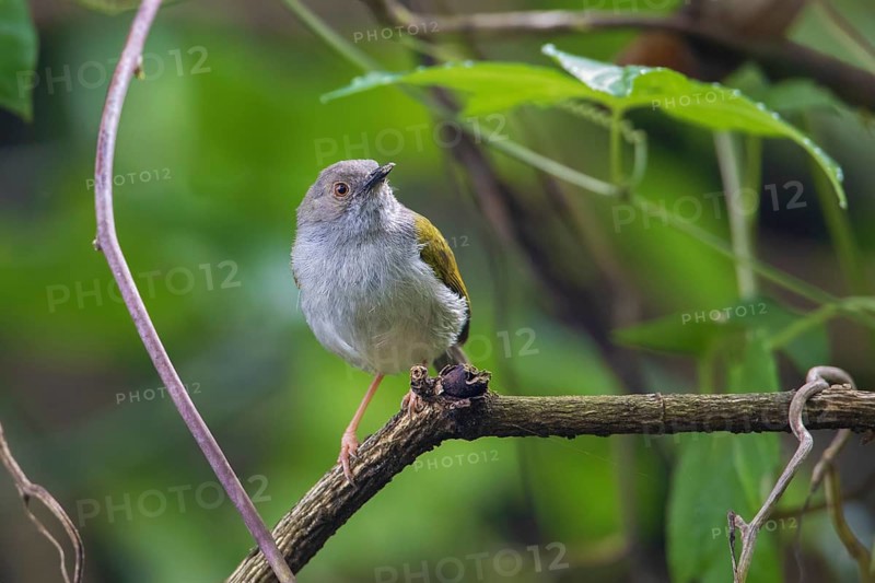 Grey-backed Camaroptera (Camaroptera brevicaudata) perched on a branch, Arusha, Tanzania