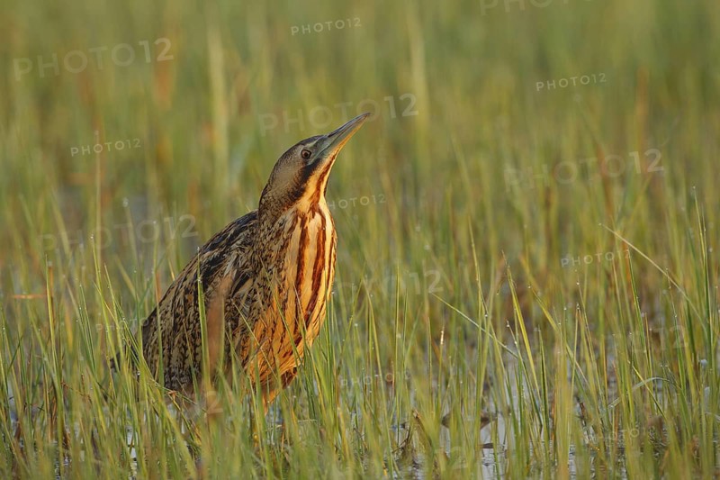 Eurasian Bittern (Botaurus stellaris) foraging, Austria