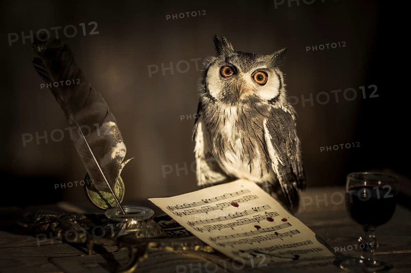 Southern White-faced Owl (Ptilopsis granti) captive, Germany