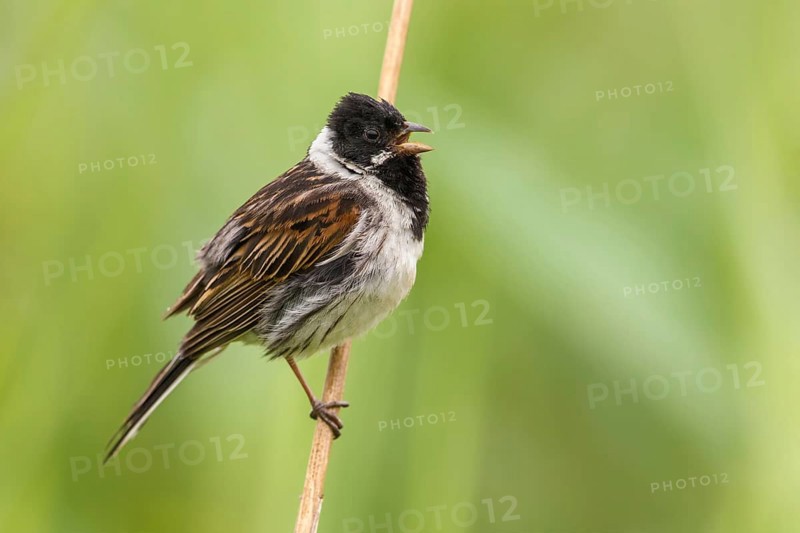 Common Reed Bunting (Emberiza schoeniclus) male singing, perched on a reed stalk, Poland