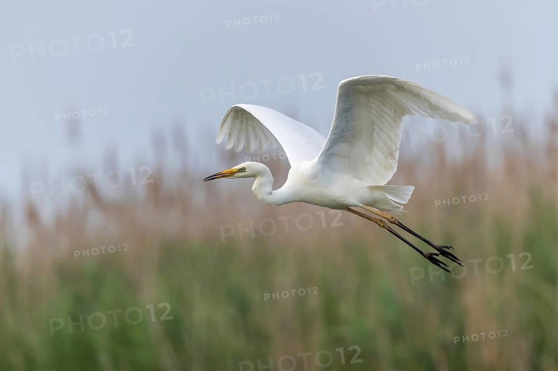 Great Egret (Ardea alba) flying, Subotica, Serbia